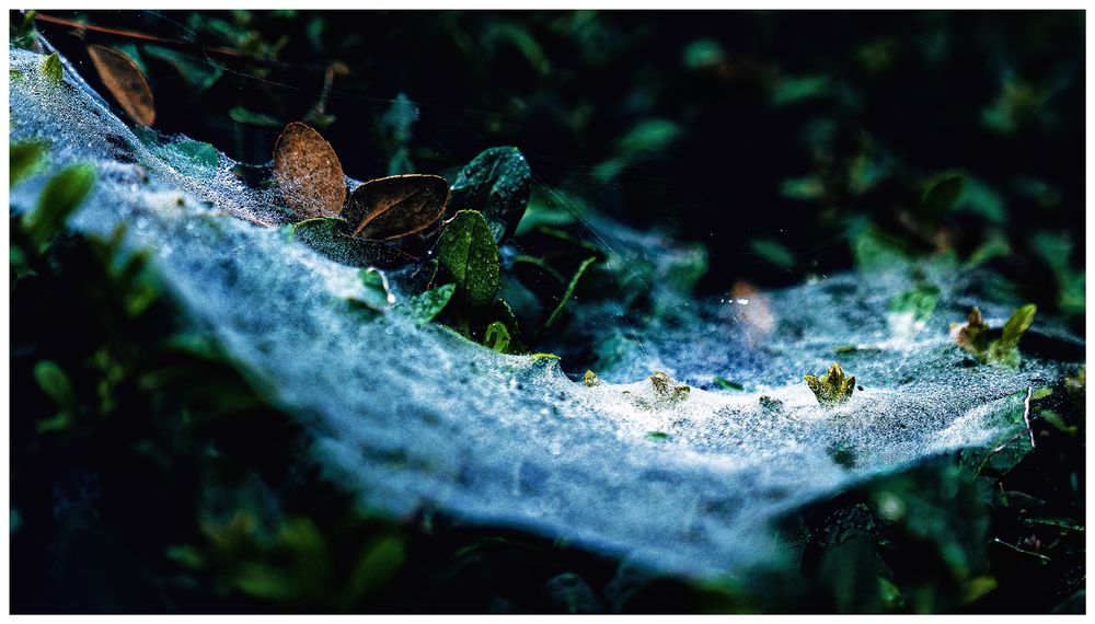 A close-up photo of morning dew intermingled with spiderwebs among the leaves of an evergreen boxwood plant.