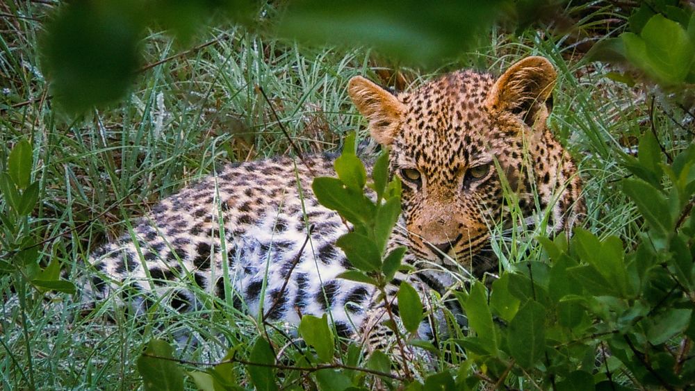 An adolescent leopard lies hidden in tall grass and shrubbery. It is waiting for its mother to return from the hunt with food. Leopards live with the mother for approximately two years before they are ready to go out on their own. The photo was taken in Kruger National Park, South Africa.