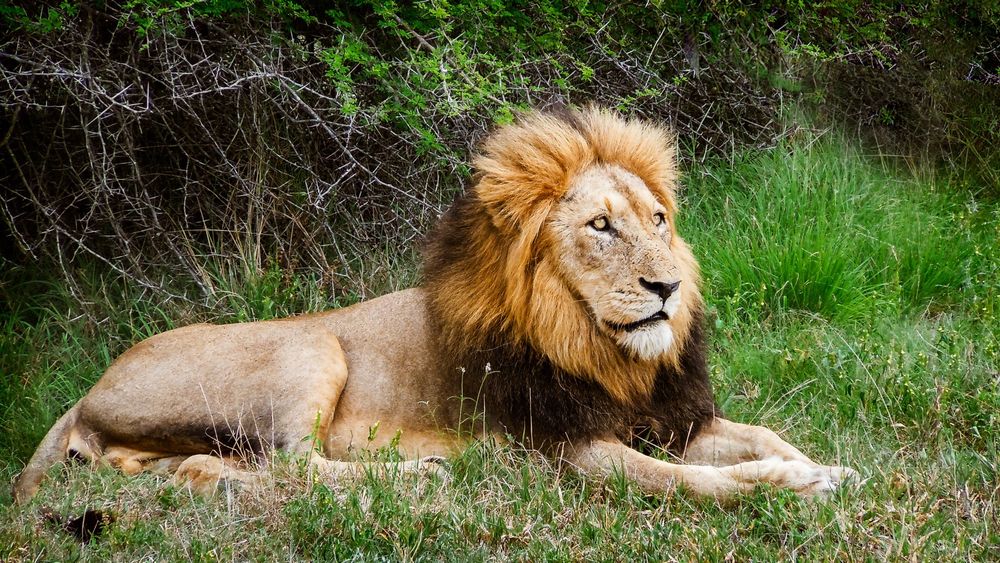 A male lion stares out toward its hunting grounds in Kruger National Park, South Africa.