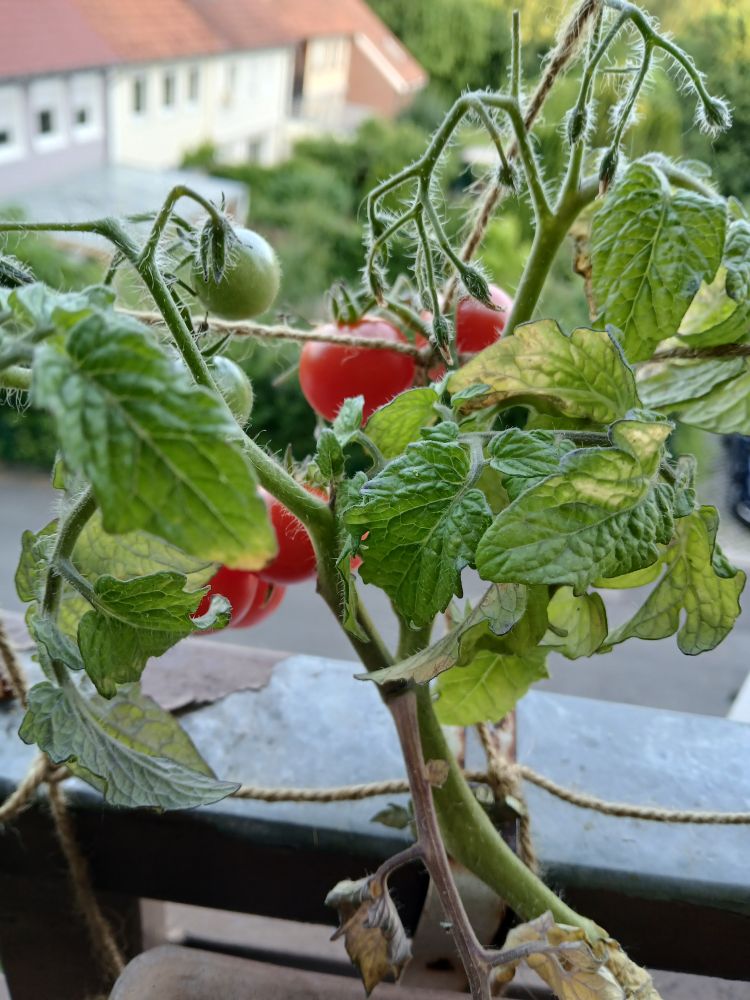 Eine Balkonkastentomate trägt die ersten roten Früchte. 