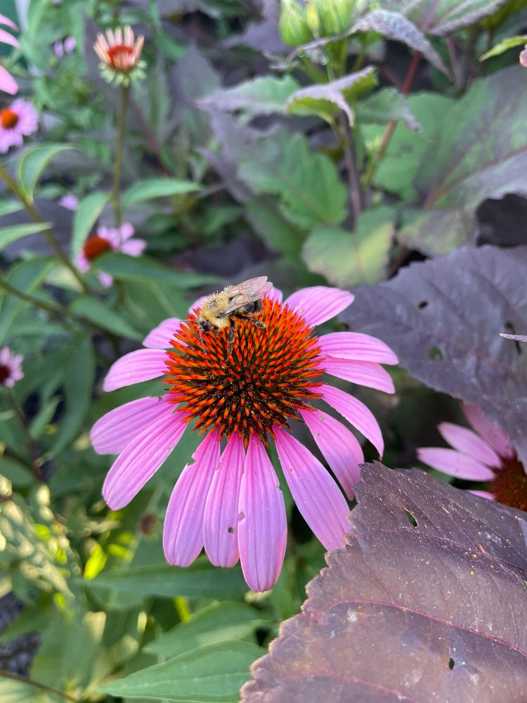 A fuzzy bee covered in pollen face down in a purple coneflower