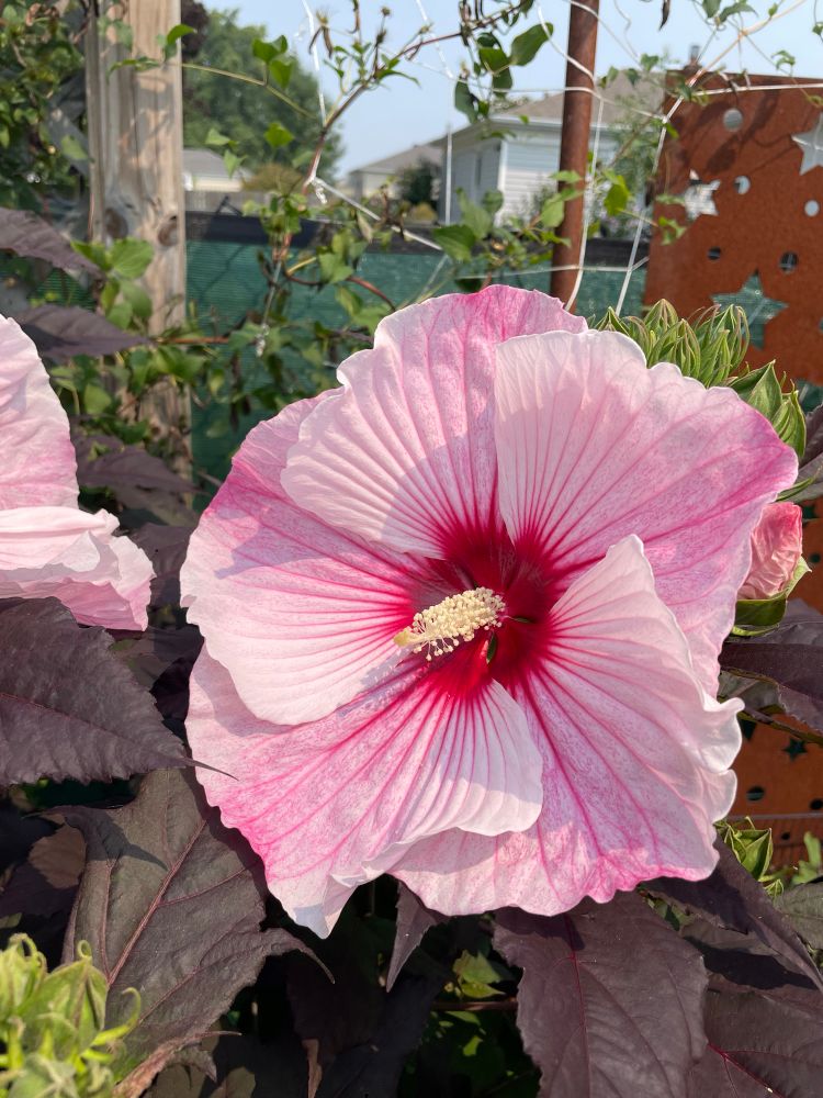 Dinner plate sized hibiscus, light pink with a deep fuchsia center