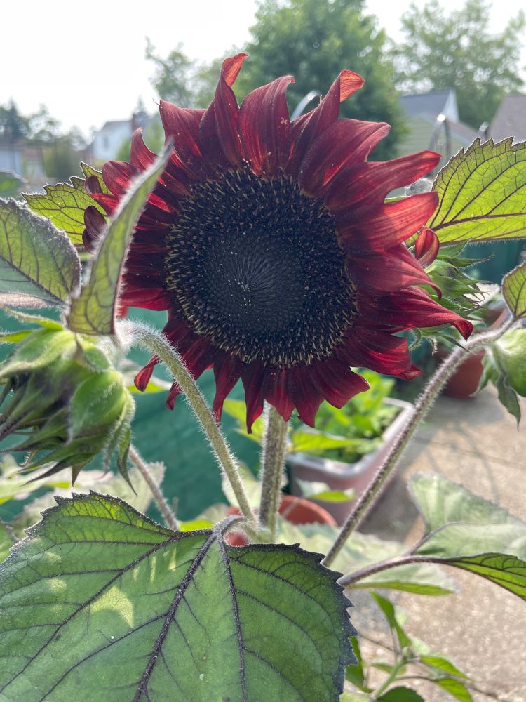 Chocolate cherry sunflower