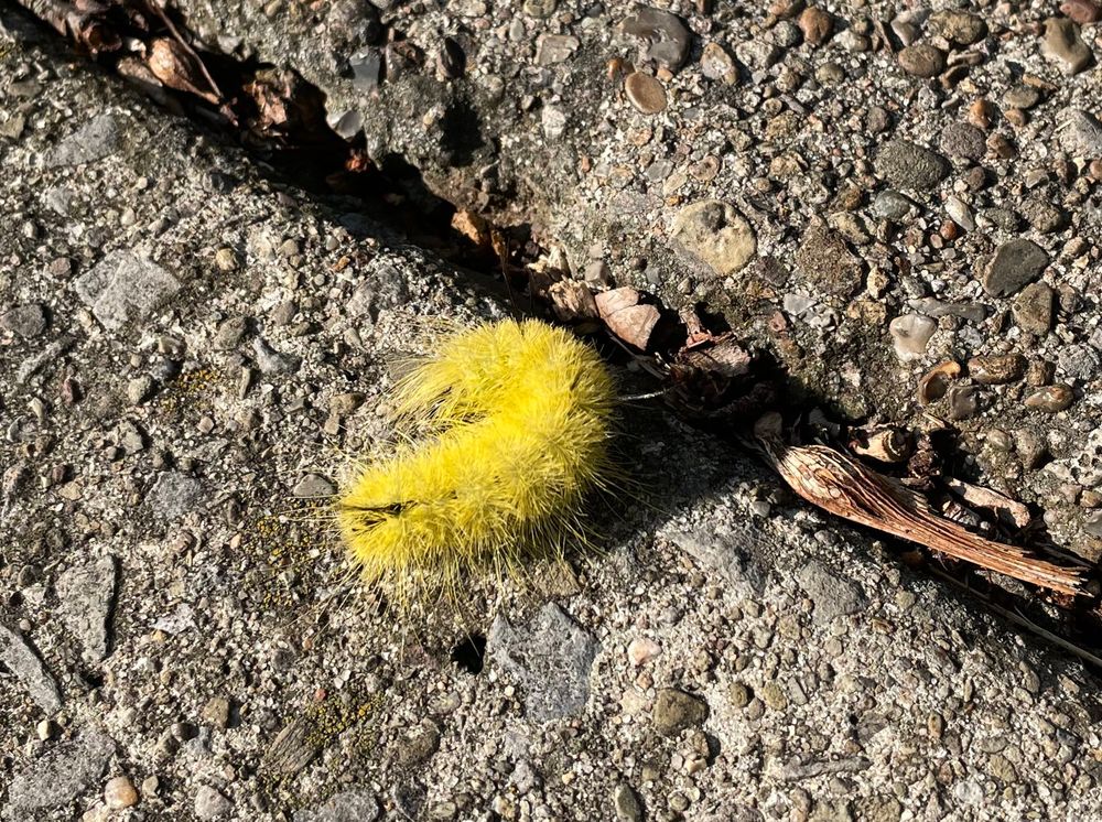 A bright neon yellow fuzzy caterpillar next to a maple seed on a sidewalk. They're approximately the same length.