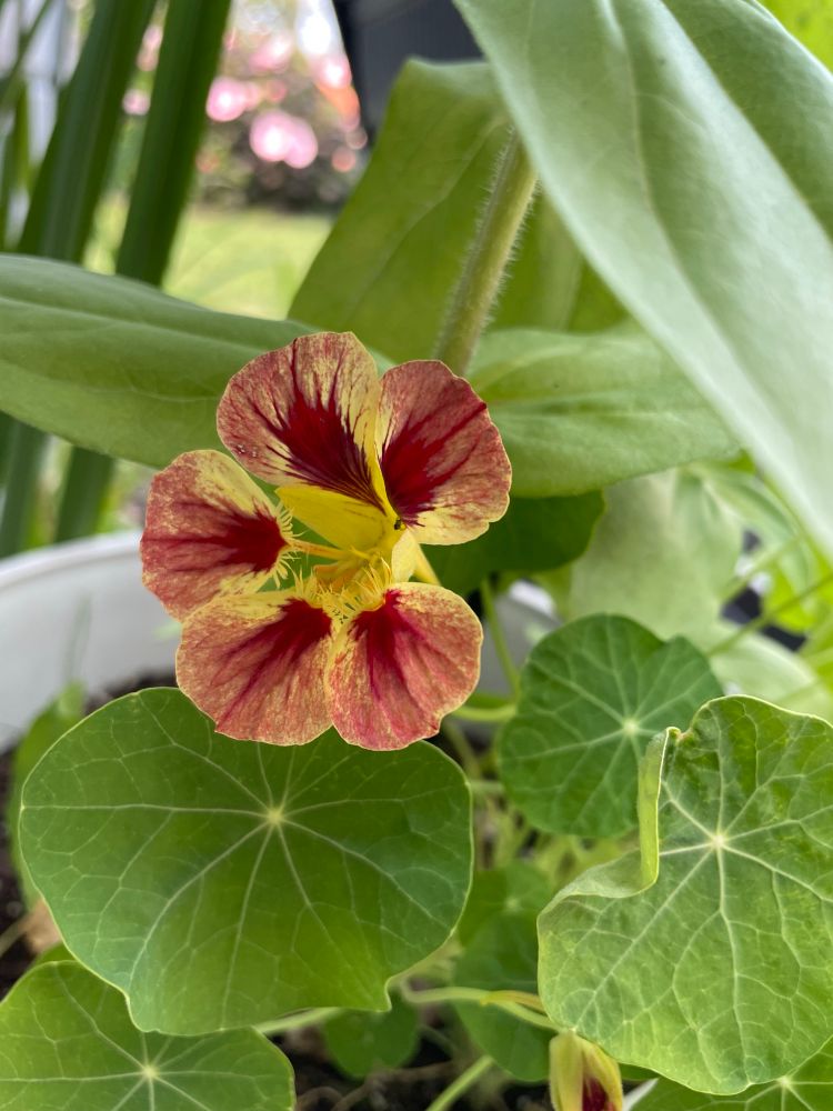 Nasturtium, yellow with deep red centers