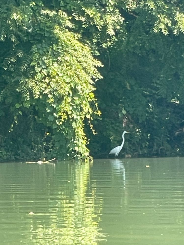 White egret standing at the river bank