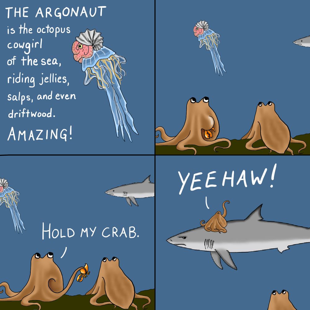A four-panel comic. First panel has art of an argonaut (octopus in a coiled shell) riding a jellyfish, and the text "THE ARGONAUT is the octopus cowgirl of the sea, riding jellies, salps, and even driftwood. AMAZING!" Second panel zooms out to show two brown octopuses in the foreground, watching the argonaut and jelly in the background. One of the octopuses is eating a crab. The nose of a shark is just poking into view at the right side of the panel. In the third panel, the jelly is drifting out of view, and more of the shark is visible. The octopus who was eating passes its food to its friend and says, "Hold my crab." In the fourth panel, the octopus is riding the shark, waving one arm and yelling "YEEHAW!" while its friend watches. The shark looks deeply unimpressed.