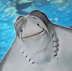 Closeup photo of the underside of a Pacific Cownose Ray. The nostrils look like little eyes, and the wide mouth is making what seems like a goofy expression to humans. The skin is all wrinkly. Credit: Robin Riggs/Aquarium of the Pacific.