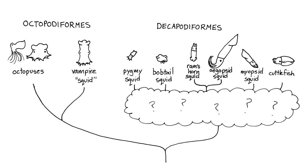 An evolutionary tree that splits into two branches. The first, Octopodiformes, further splits into octopuses and vampire squid. The second, Decapodiformes, leads into a cloud full of question marks. Emerging from the cloud are pygmy squid, bobtail squid, rams horn squid + oegopsid squid, myopsid squid, and cuttlefish.