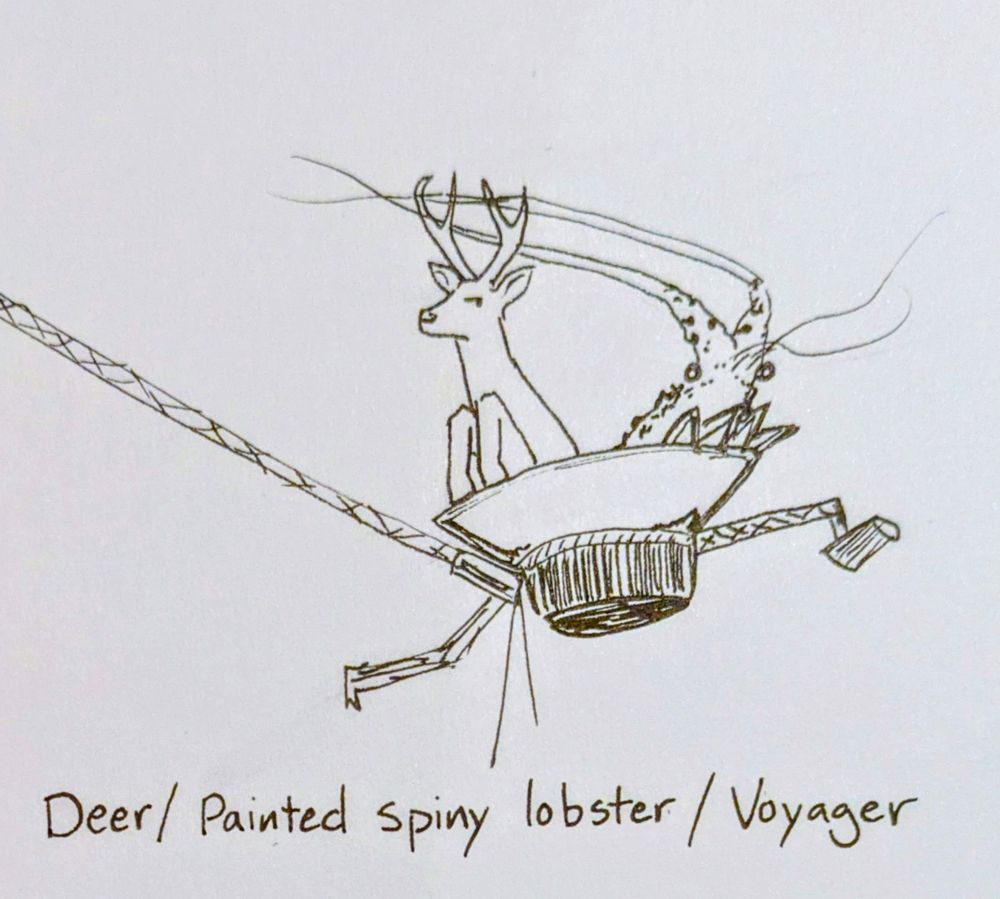 Black pen on paper drawing of a deer and a lobster riding in the dish of the Voyager spacecraft. The lobster's antennae are tangled with the antlers of the deer, who looks disgruntled.