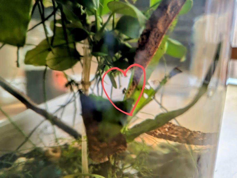 A pretty out-of-focus shot of a small freshwater ecosystem in a cylindrical glass jar. Several different plants are visible. In the center of the photo are two very small amphipods (shrimp) perched on a leaf and snuggling. The photo has been edited with a red heart drawn around the amphipods.