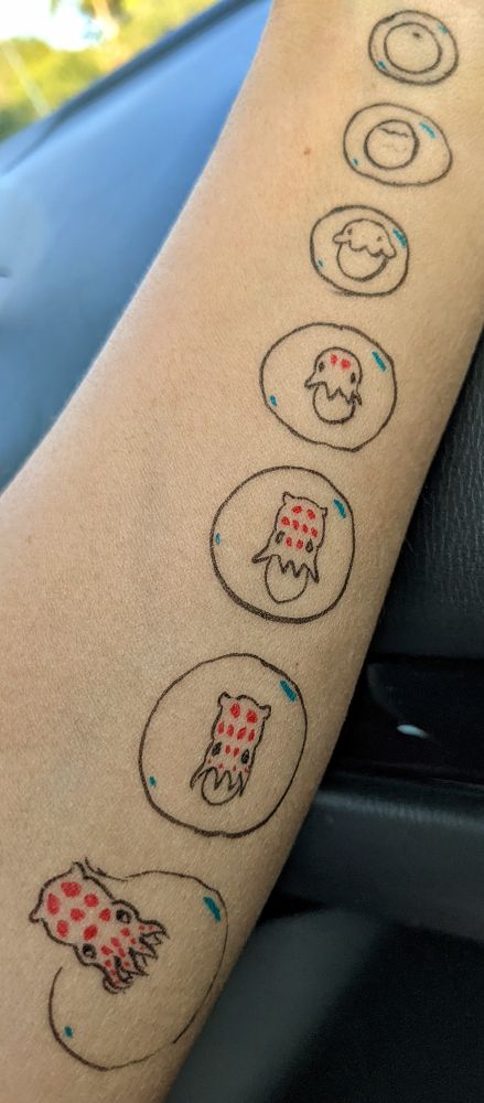 A temporary tattoo drawn on a forearm showing the developmental sequence of a squid from fertilized egg through hatching.