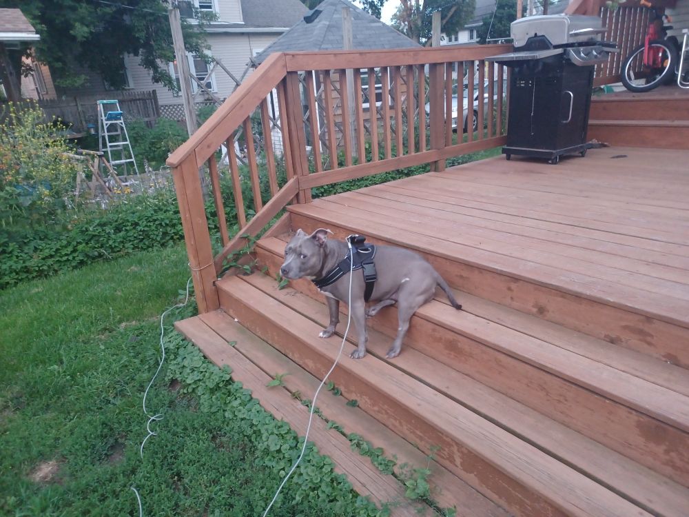 Image of a small copperish pitbull seated comfortably on step of a backyard deck while standing on the very next step down.