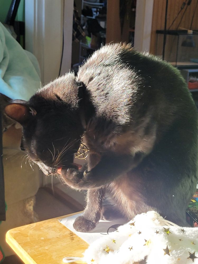 A black cat licking his paw in a sunbeam. The spots the sun is strongest look burnt orange in color