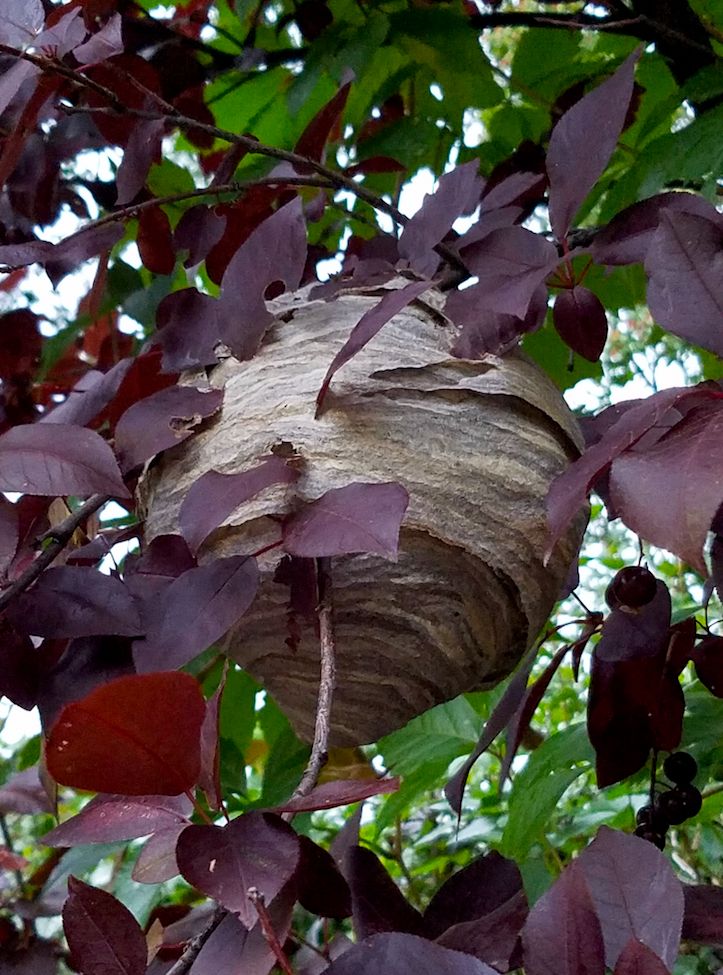 Meticulously made wasp nest, partially obscured by emerald and plum coloured leaves. (photo: Kambriel)