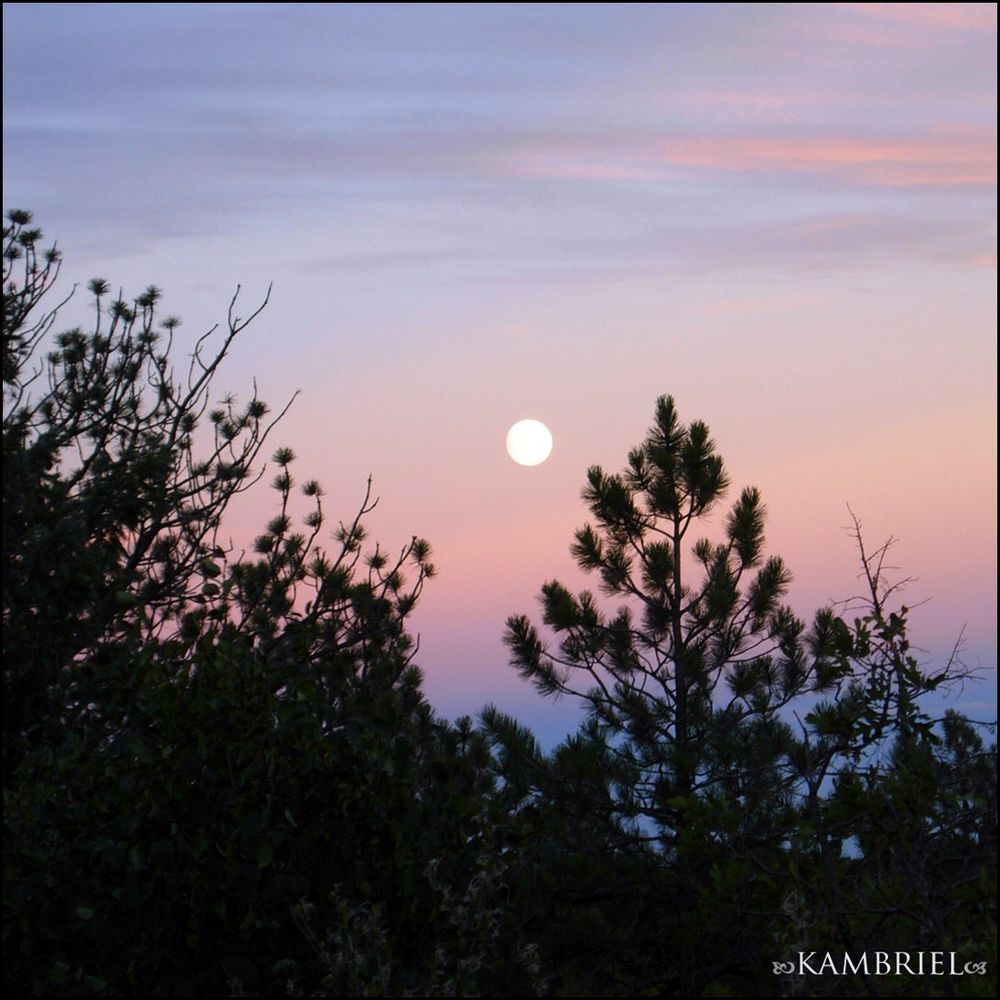 Moon rising in a pastel evening sky framed with silhouetted trees.  (photo by Kambriel)