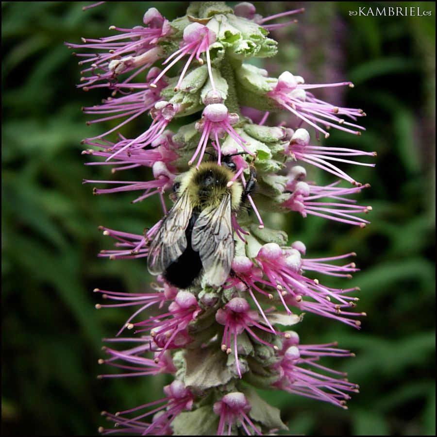 Fluffy bee gathering pollen while diving face-first into a spiky pink blossom. (photo by Kambriel)