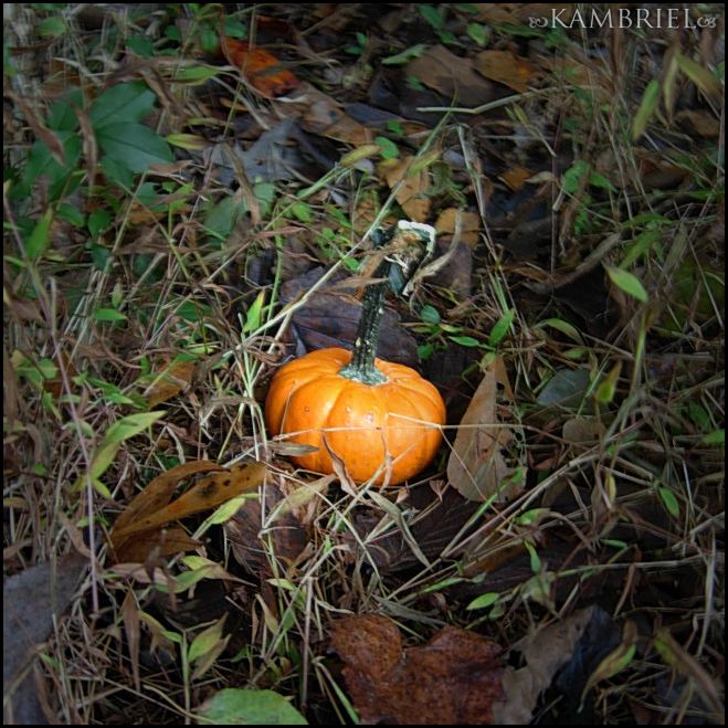 Tiny orange pumpkin nestled on the forest floor. (photo: Kambriel)