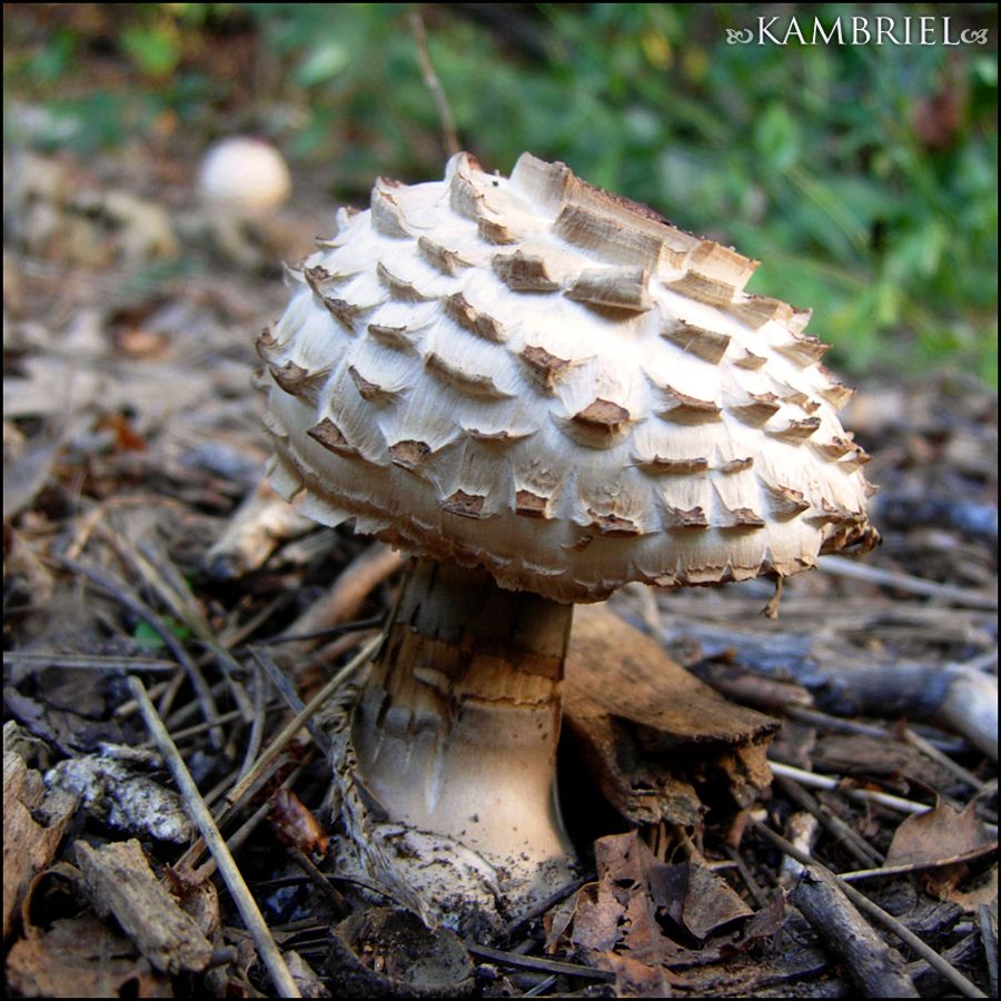  Wild woodland mushroom with upturned scales. photo by Kambriel