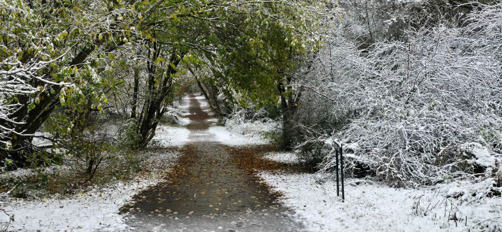 Brasenose woods in the snow
