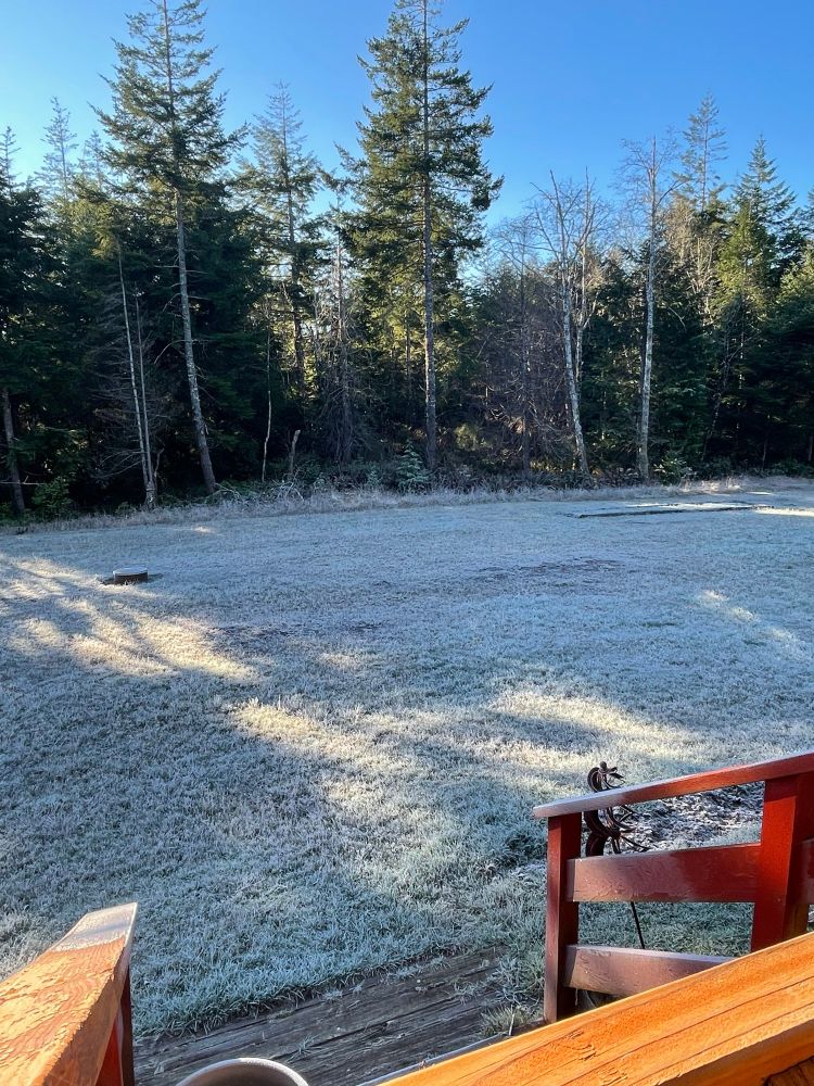 Clear and cold this morning blue sky with sparkling frost on the pines and covering the grass