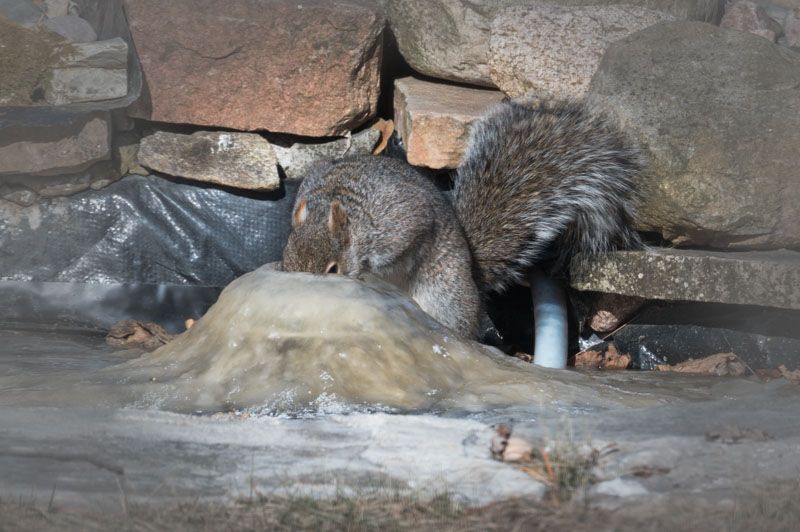 A squirrel drinks water from a volcano-shaped ice formation in a frozen pond.
