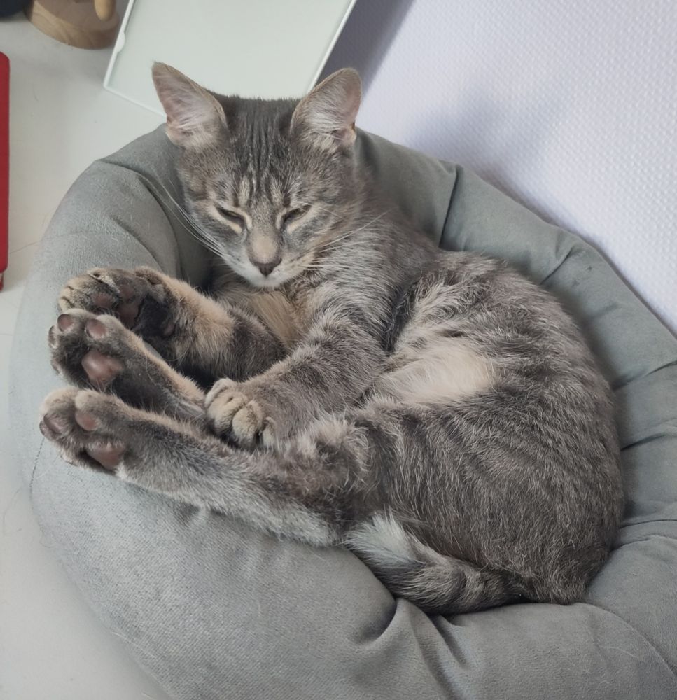 Minuit fait une sieste en rond dans le panier moelleux sur mon bureau.