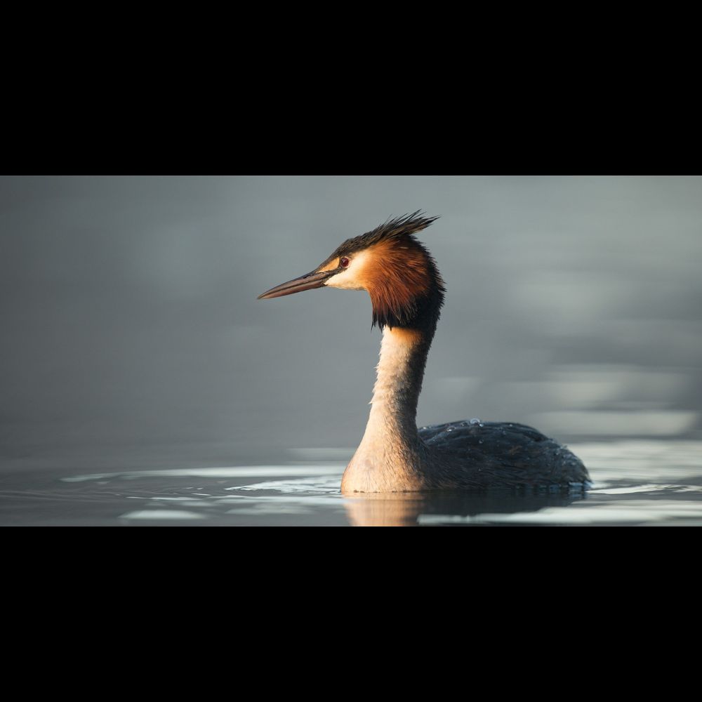 Unprecedented voting volume delays Bird of the Century winner announcement