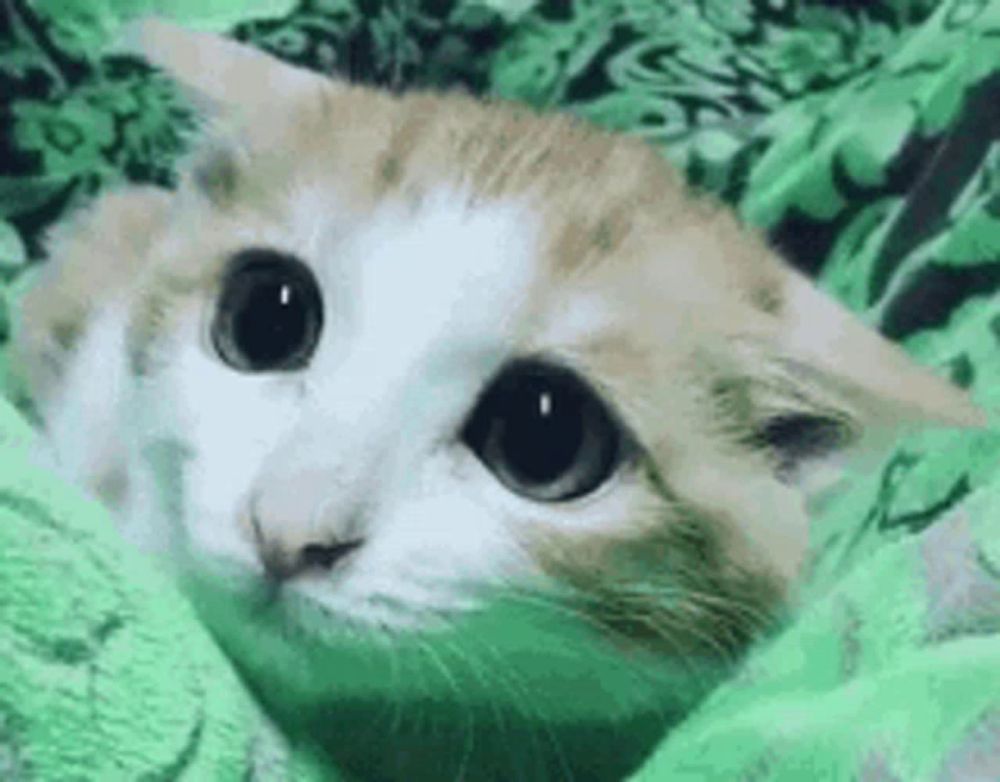 a brown and white cat is laying on a green blanket .