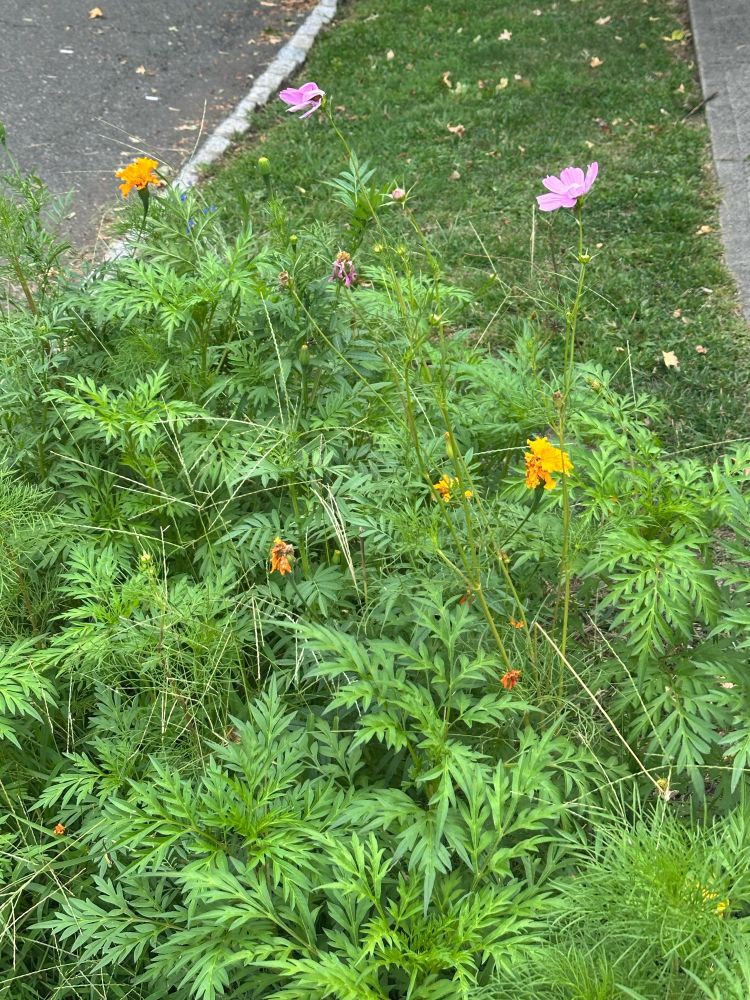 A patch of wildflowers grows in a forgotten patch