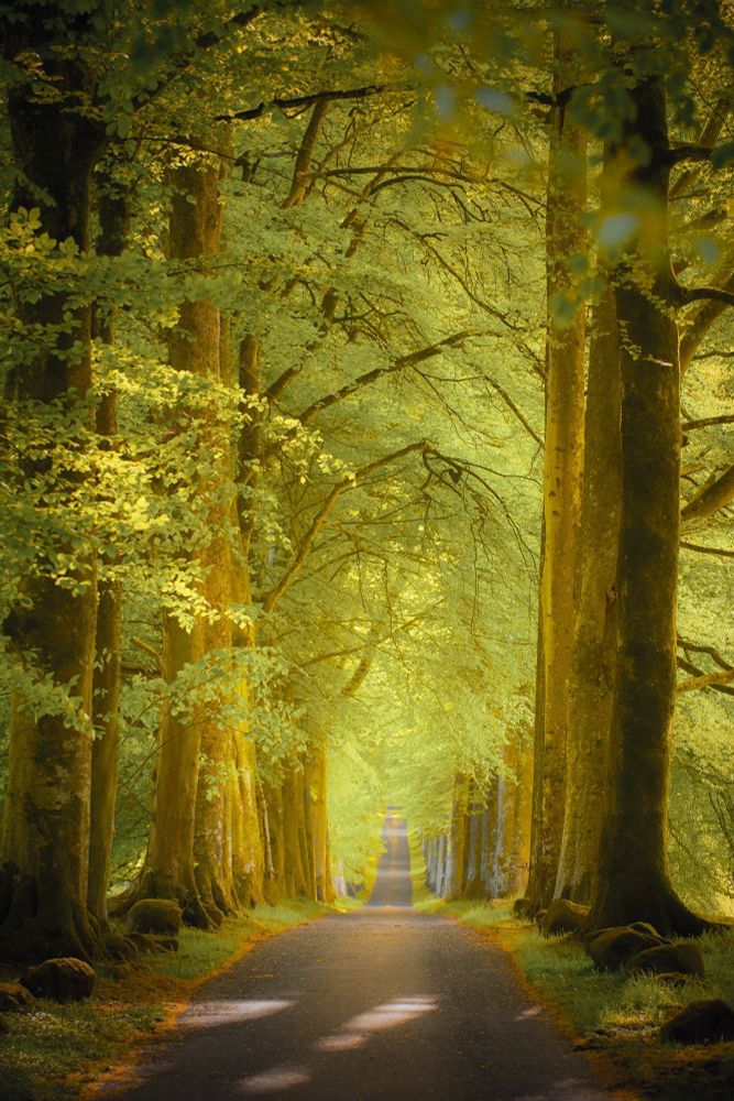 Drummond Beeches, sunlit avenue of trees #Muthill #Scotland #Perthshire www.damianshields.com