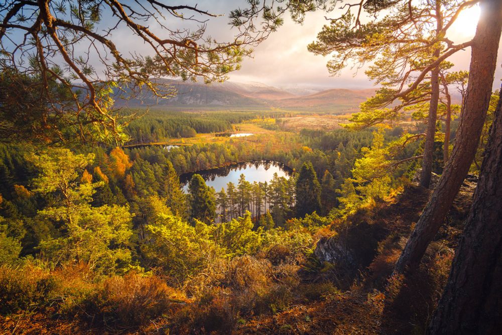 Uath Lochans from Farleitter Crag, a recent one from an early stakeout overlooking these bonnie lochans. A long chilly wait before the warm light finally broke through the dreich and spread over the Inshriach forest #Scotland #Cairngorms #Rothiemurchus www.damianshields.com