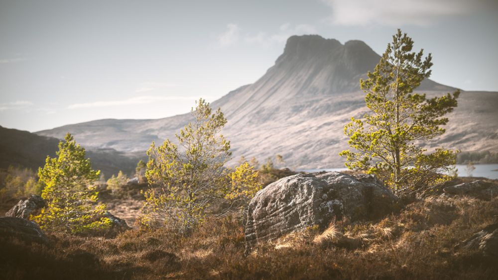 New growth by Stac Pollaidh #Scotland #Inverpolly #Assynt www.damianshields.com