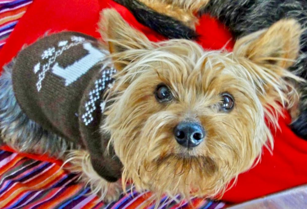 A Yorkshire Terrier in a little brown sweater looks up, right into the camera. 