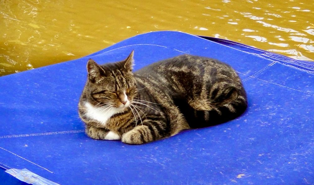 A tiger cat woth some white in it resting on the blue tent of a little boat. Her head is up but her eyes are closed. 
