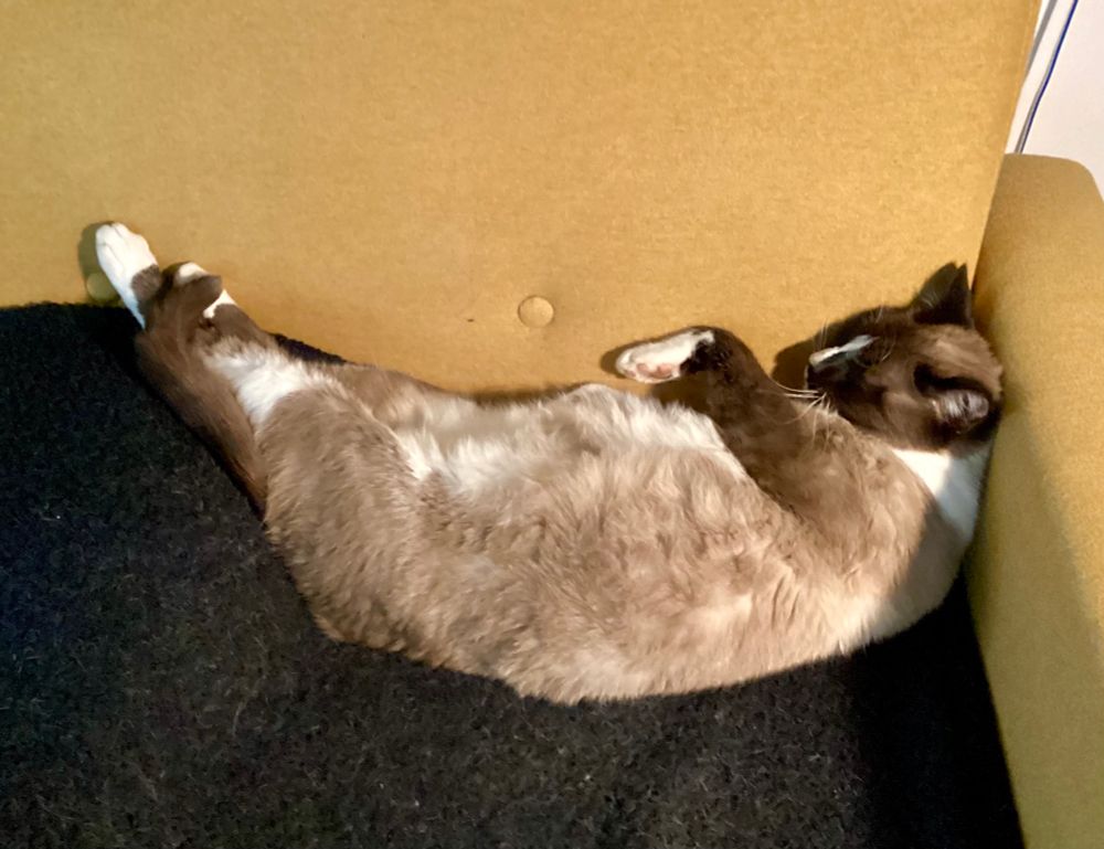 A cat in different shades of brown and white laying on its back on a sofa. 