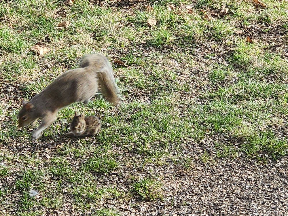 Squirrel jumping over a baby bunny.