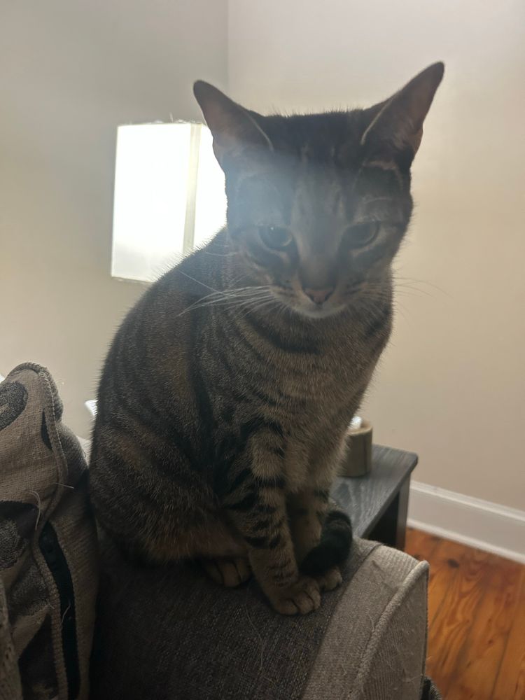 A large dark tabby female on the arm of a gray beige couch