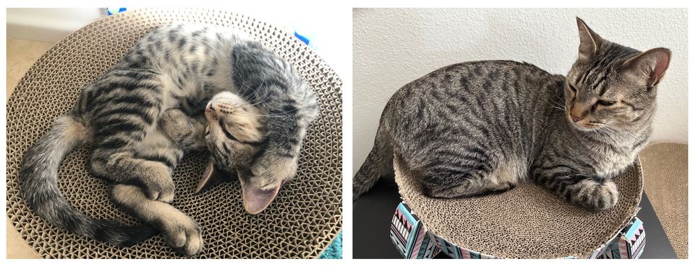 Before/After Pictures of My Cat (a tabby cat), Hunter

Left: A picture of Hunter (~4 months old) curling up on a round bed, a few days after being adopted. 

Right: A picture of Hunter taken on his 4th birthday (today), sitting on the same round bed.