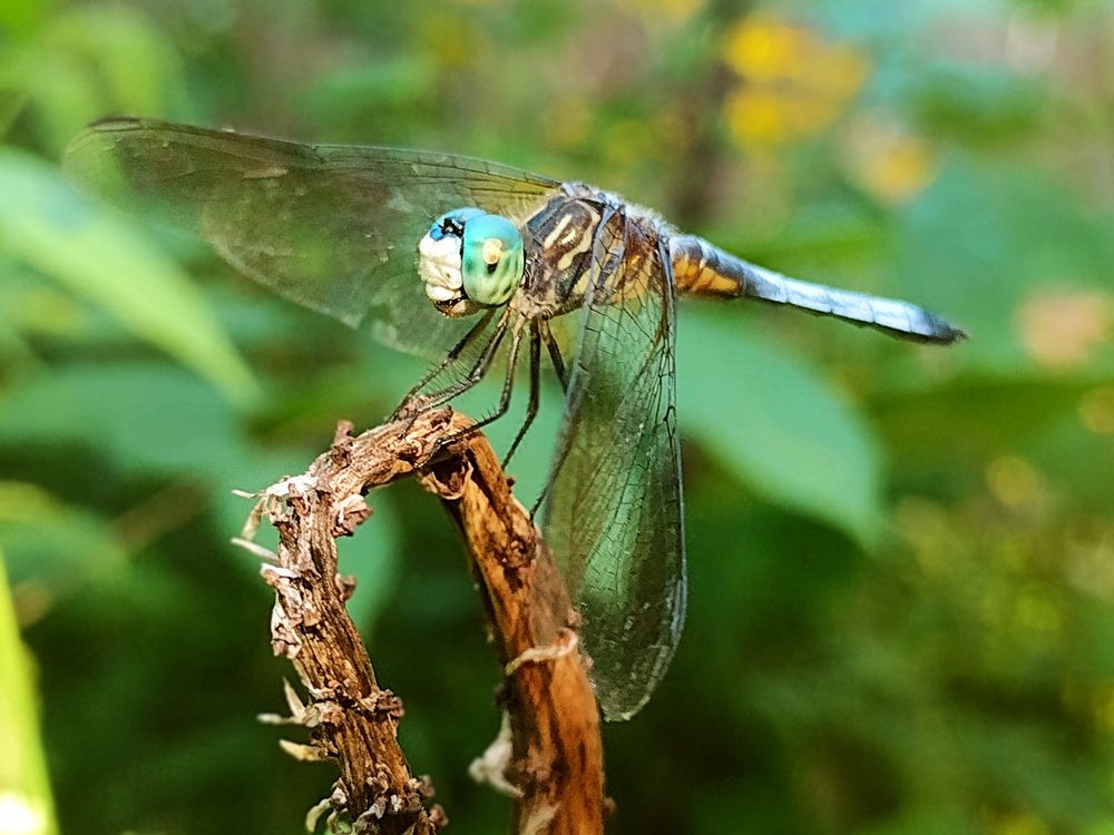 Blue Dasher Dragonfly perched on a dead, curved plant stem.