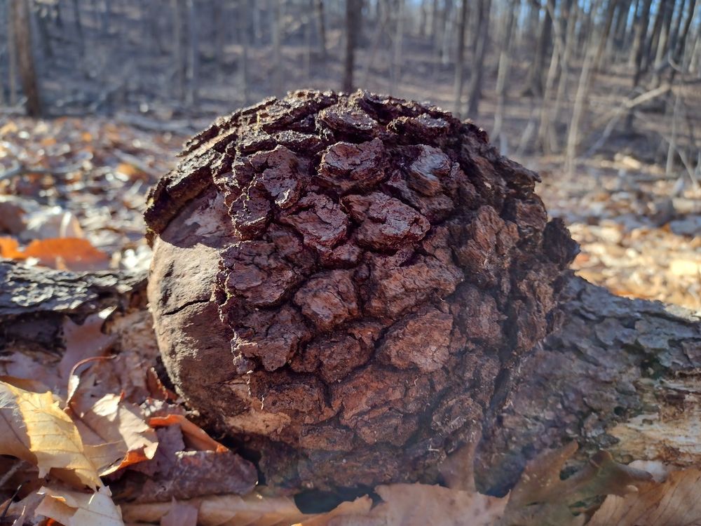 A spherical, bulging section of a fallen branch with thick patterned bark