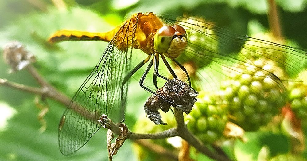 Orange Meadowhawk dragonfly on a blackberry bush.