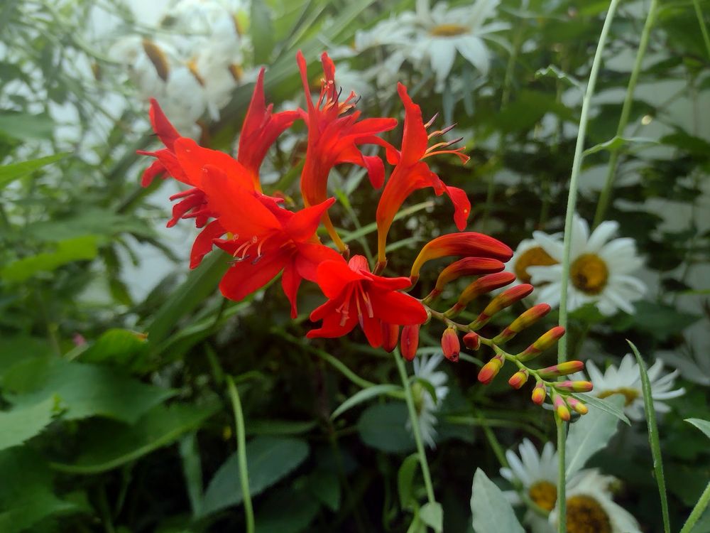 Crocosmia lucifer in partial bloom with Shasta daisies in the background.