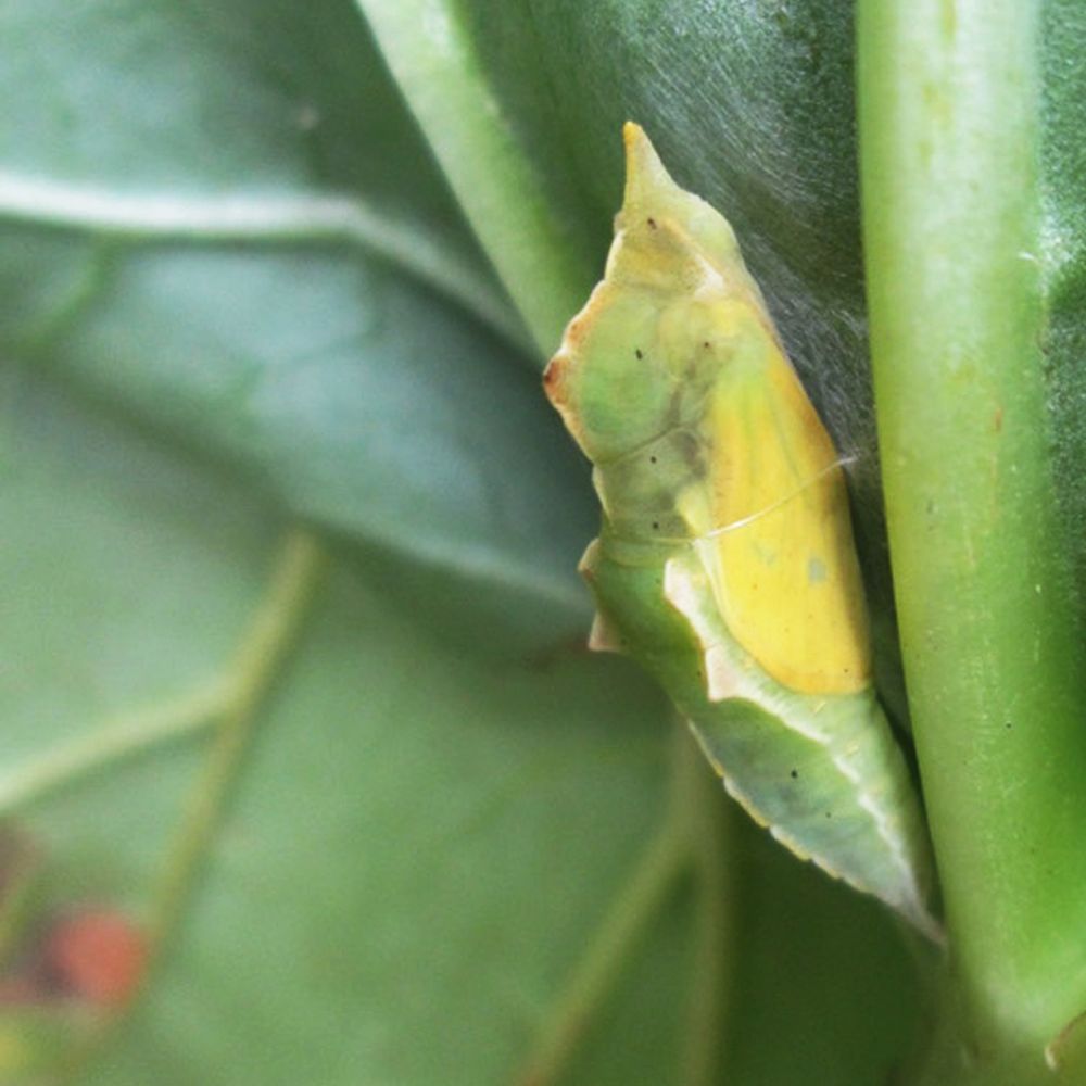 Close-up of Cabbage White butterfly chrysalis attached to a leaf by an encircling strand of silk.