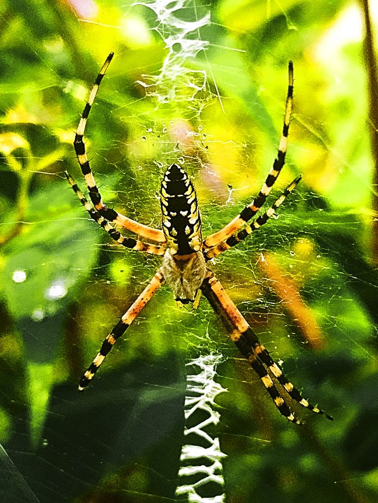 Closeup of a black and yellow garden spider hanging upside down in its web.