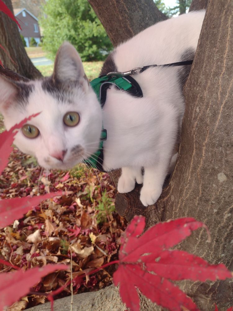 Black and white cat in a green harness peering from between two Japanese maple branches. Red leaves in the foreground.