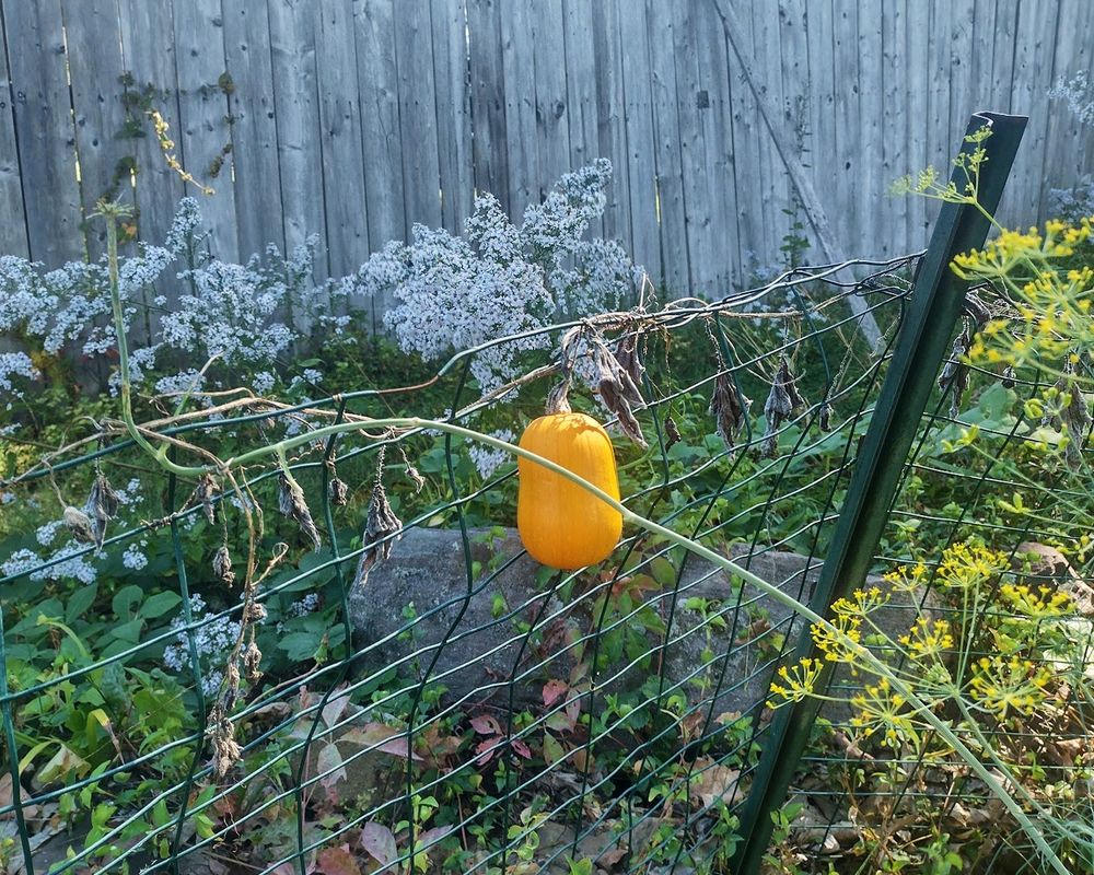 One small oblong orange pumpkin hanging off a green wire fence. There is a White Wood Aster on the left, a rock  and wooden fence behind the pumpkin, a garden post on the right followed by flowering dill in the foreground.