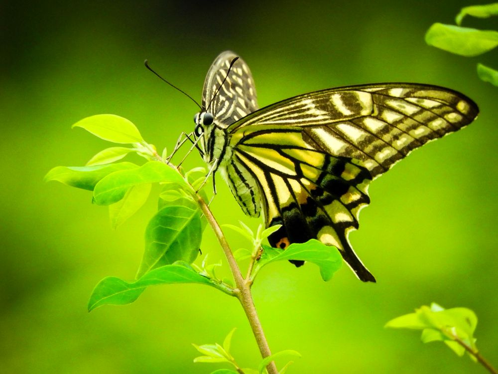 Comment image