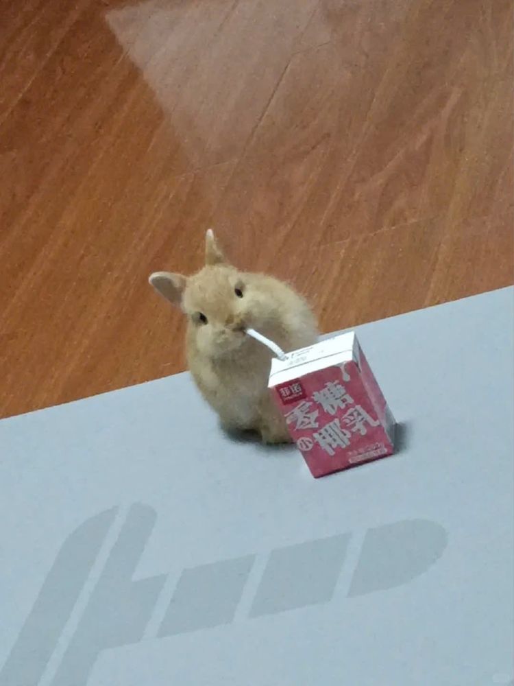 a very small bunny drinking from a juice box through a straw. the juice box is almost as big as the bunny. bless its soul.