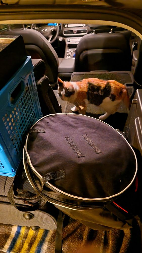 Binnenkant van een auto, half vol gepakt met vakantiespullen. Foto genomen door de openstaande achterklep. De achterbank is voor de helft ingeklapt. Lapjespoes loopt daar nieuwsgierig overheen.